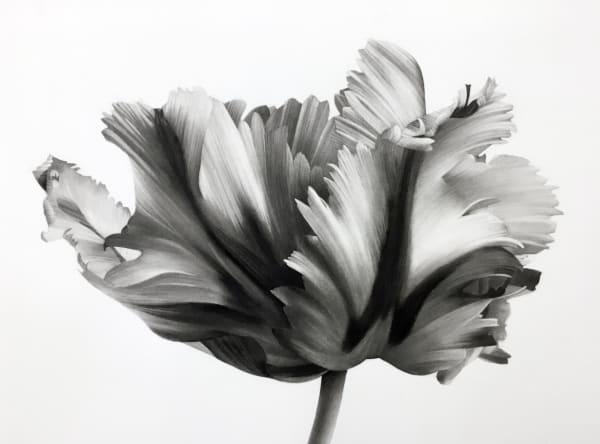 Jonathan Delafield Cook, Tulip 2 , 2021