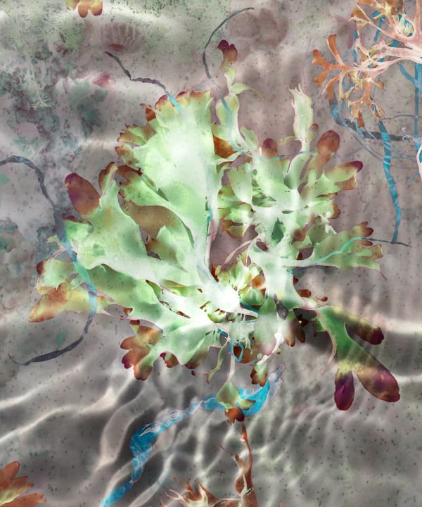 Susan Derges, Ocean Flowers 11, 2019