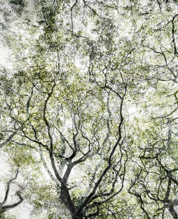 Santeri Tuori, Forest 21, 2008-12