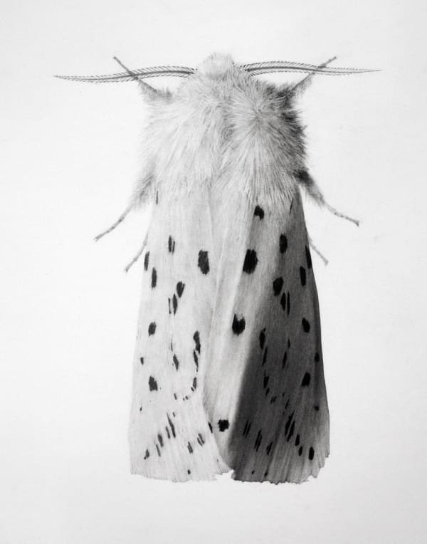 London Art Fair 2018 17 - 21 January Business Design Centre, London N1 OQH (Jonathan Delafield Cook, Ermine Moth II)