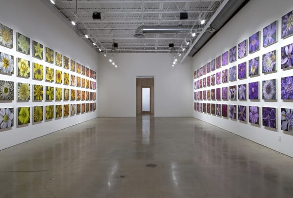 Gail Roberts | Color Field