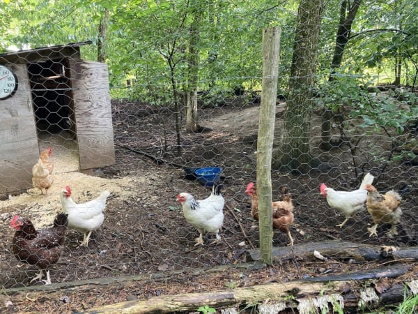 “Here are my chickens, all named after drag queens.”