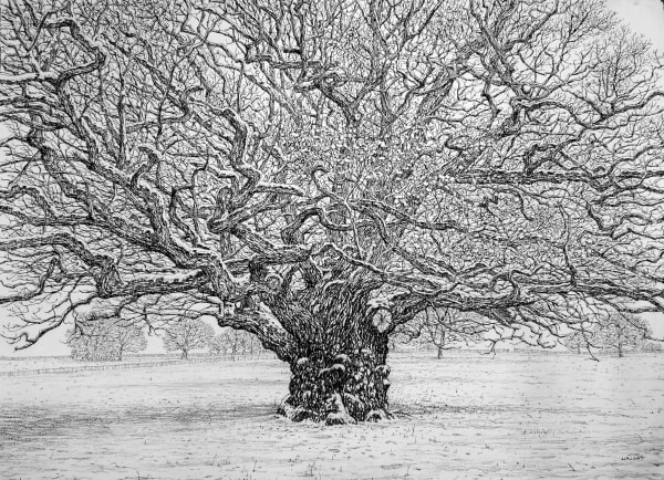 Black and white drawing tree by artist Roy Wright represented by the Rebecca Hossack Art Gallery