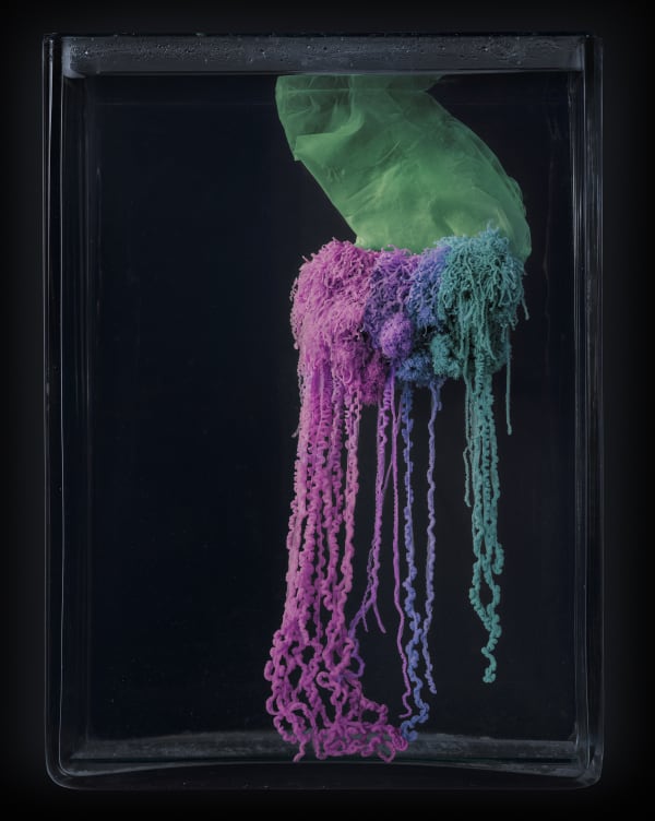 Jim Naughten photographic prints, as seen at the Wellcome collection, are available to purchase at the Rebecca Hossack Art Gallery (Mersuka Dopazo)