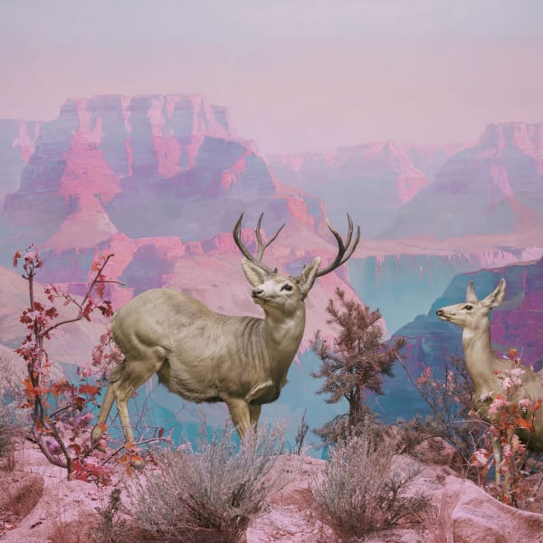 Wildlife photographer Jim Naughten's Eremozoic II at the Rebecca Hossack Art Gallery in Resurgence Magazine May 2023