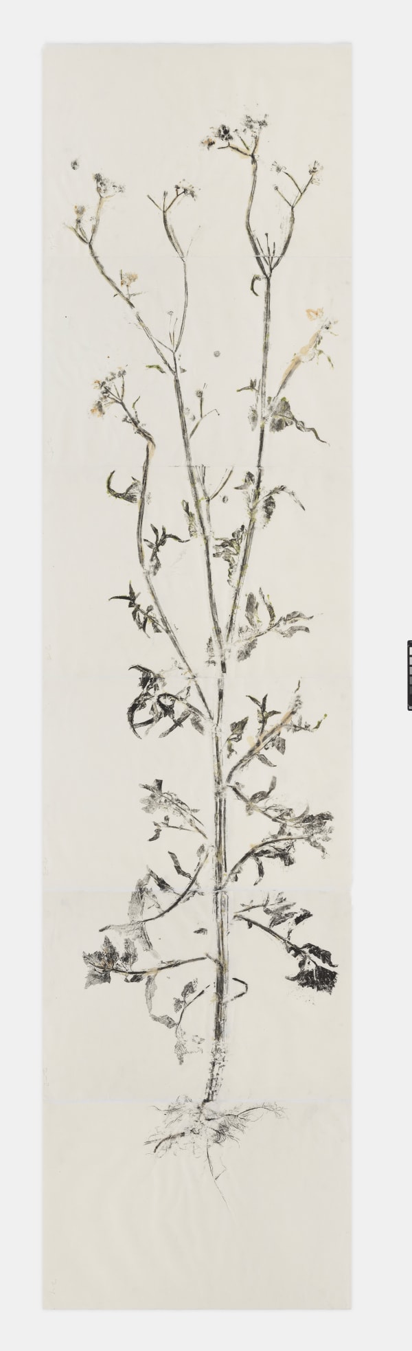 Simryn Gill, Maria's Garden Studies-Spent Dandelion (6) sheets), 2020/2021