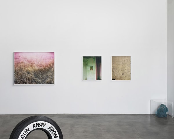 Patterson Rose 2013 011