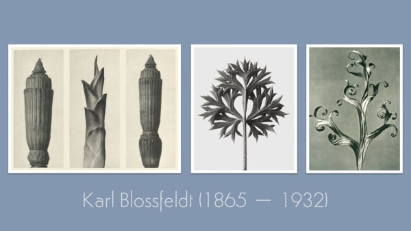 The Kick-About #86 ‘Karl Blossfeldt’