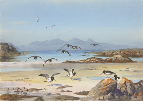 Isle of Rum from Arisaig, Oystercatchers on the foreshore