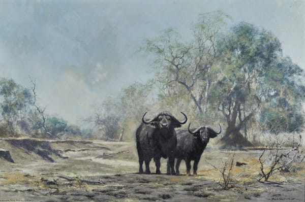 David Shepherd , CBE, Buffalo, Luangwa Valley, Zambia
