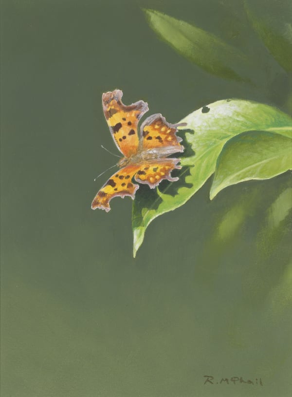 Rodger McPhail, Comma