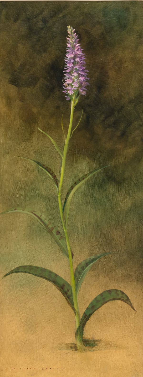 William Garfit , Common Spotted Orchid, Dactylorhiza fuchsii