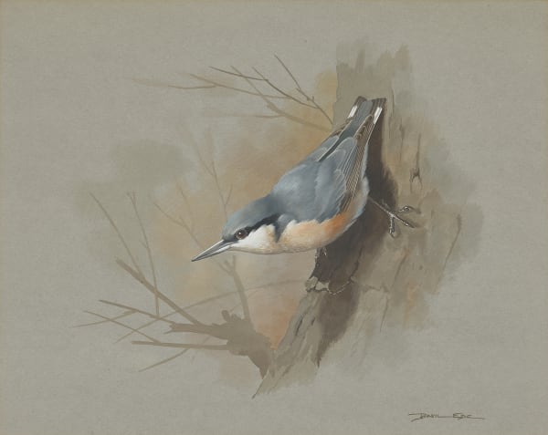 Nuthatch