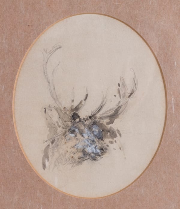studies of a stag