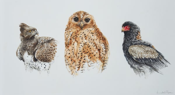Birds of prey