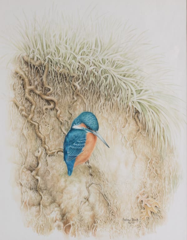 Kingfisher