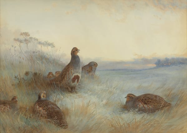 Archibald Thorburn , Partridges