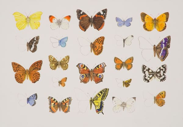 Ann Fraser, Our Threatened Butterflies