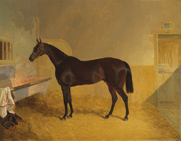 Mr William Taylor Copeland’s brown colt Mustapha Muley in a stable , 1842