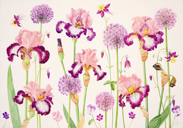 Ann Fraser, Tall Bearded Iris 'Change of Pace' with Alliums