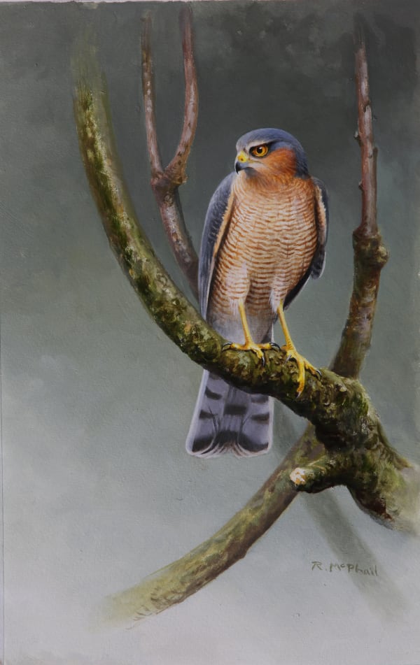 Rodger McPhail , Sparrowhawk