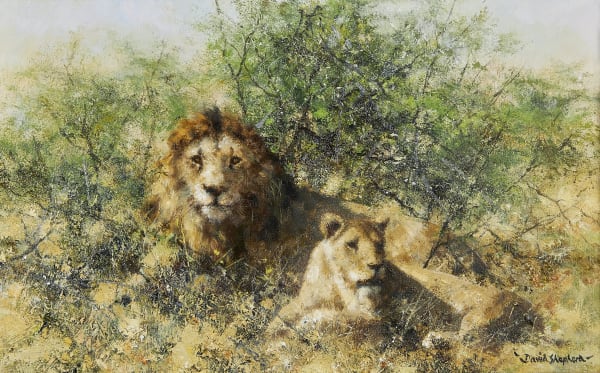 A Lion and Lioness