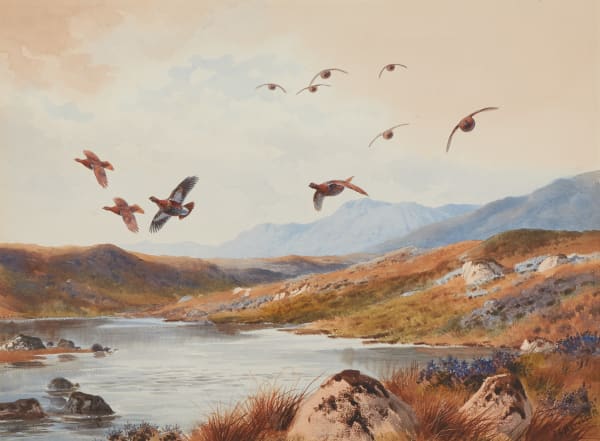 Grouse past the butts