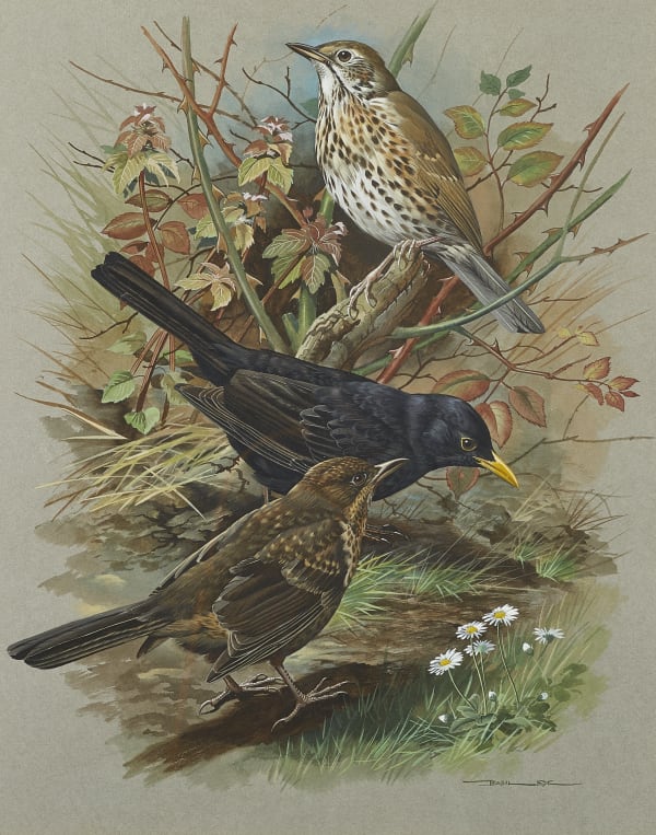 Blackbird and Song Thrush