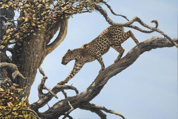 Leopard tree