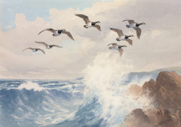 John Cyril Harrison , Barnacle Geese over the coast