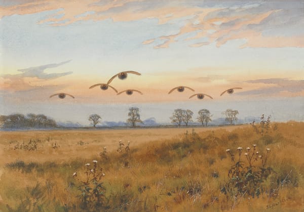 An autumn sunset, Partridges