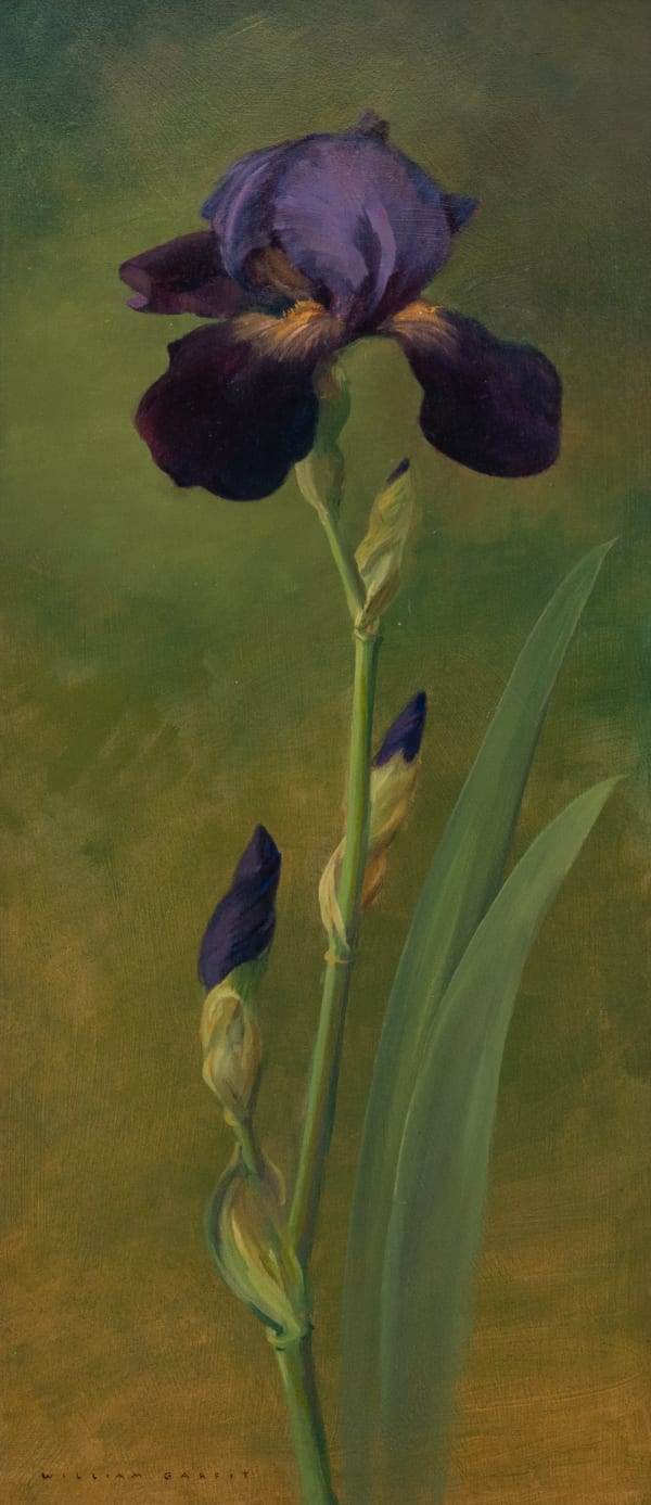 Bearded iris, Iris germanica
