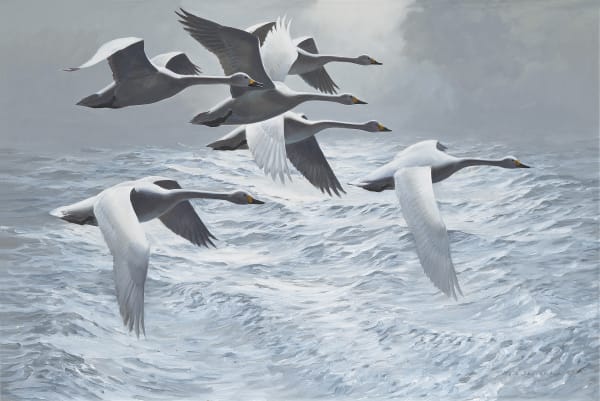Swans above a swell