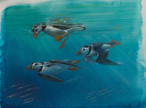 Diving Puffins II
