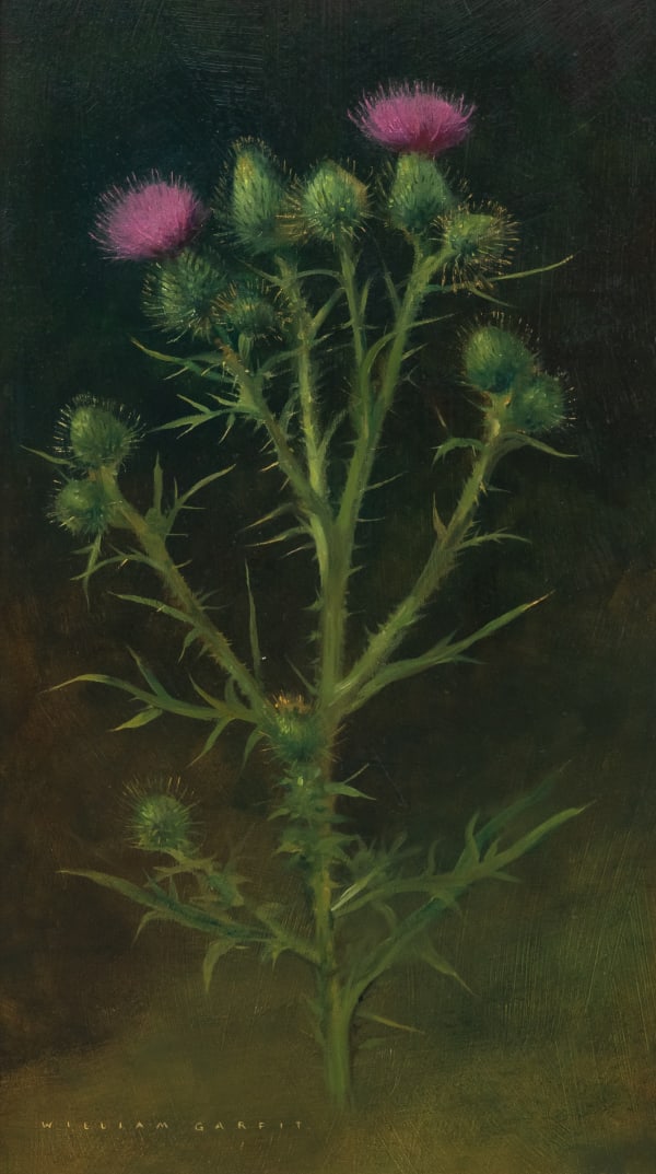 William Garfit , Spear thistle, Cirsium vulgare