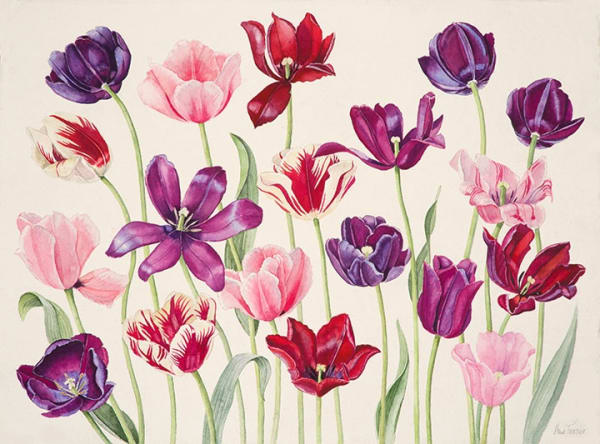 Ann Fraser, Just Tulips