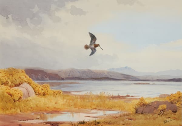 Snipe by the Lockside