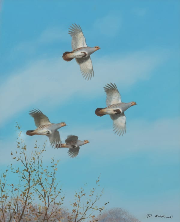 Rodger McPhail , Partridges in flight