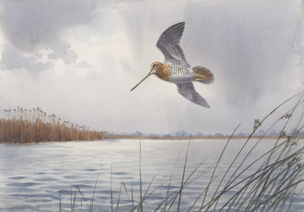 Flushed from the water's edge, Snipe