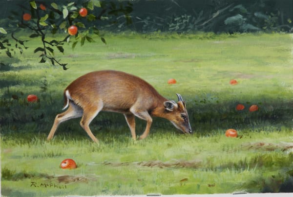 Rodger McPhail , Muntjac