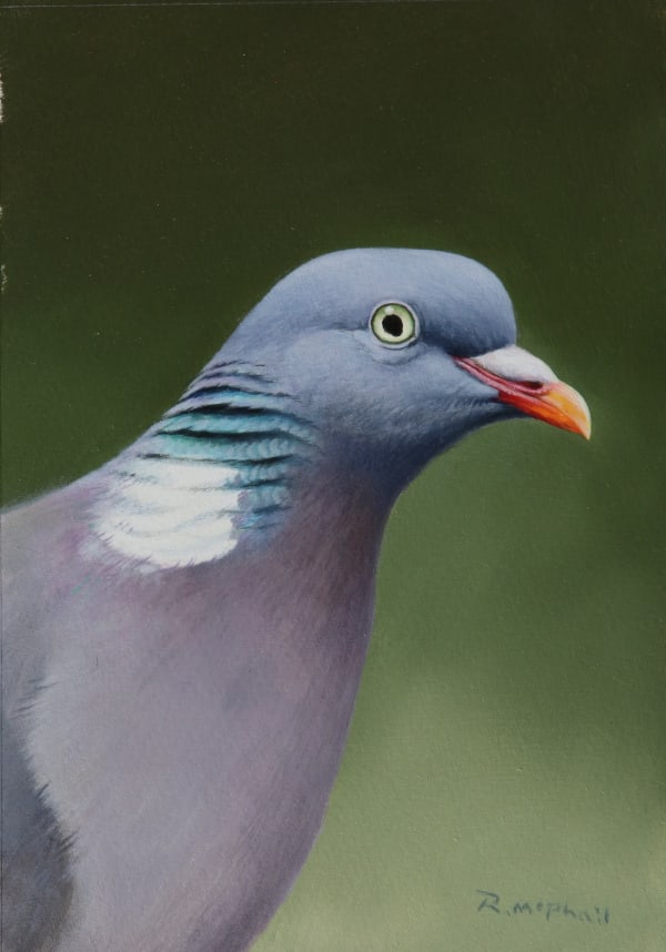 Rodger McPhail , Wood pigeon