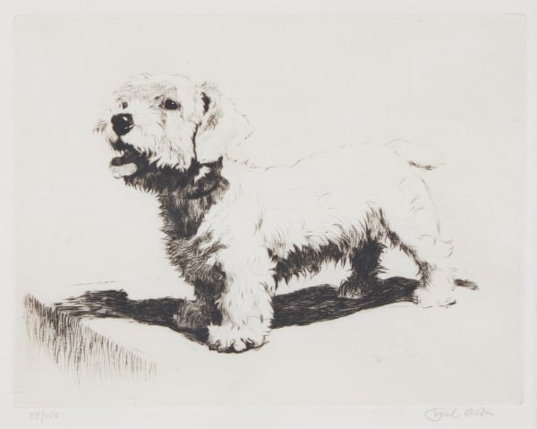 A Sealyham Terrier