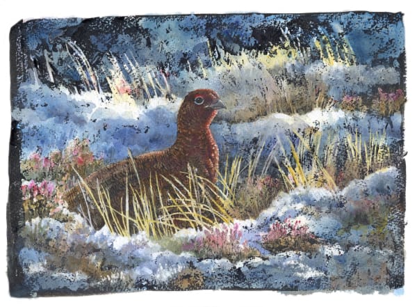 Red Grouse in snow