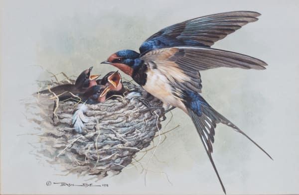 Barn swallow at nest