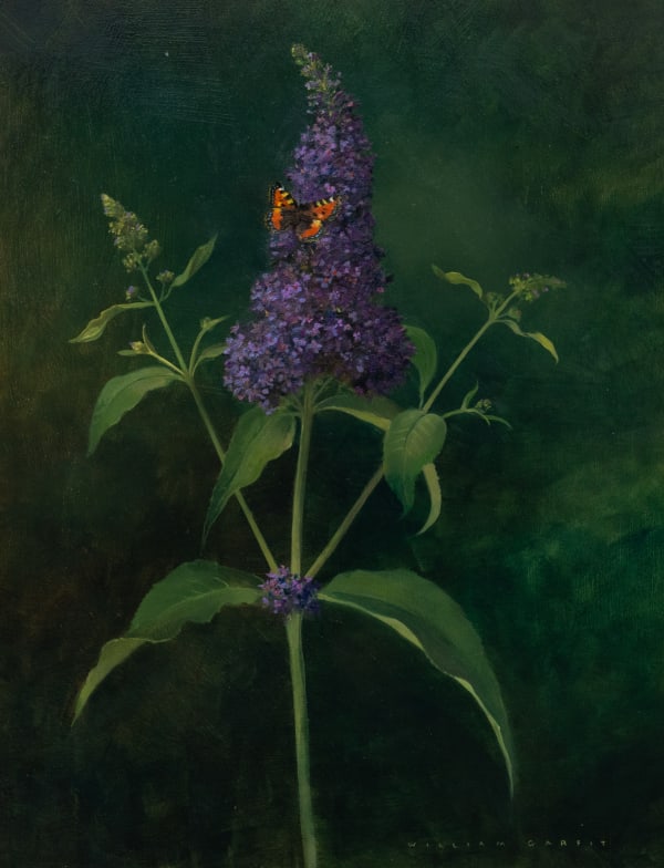William Garfit , Buddleia and Tortoiseshell butterfly, Buddleja davidii