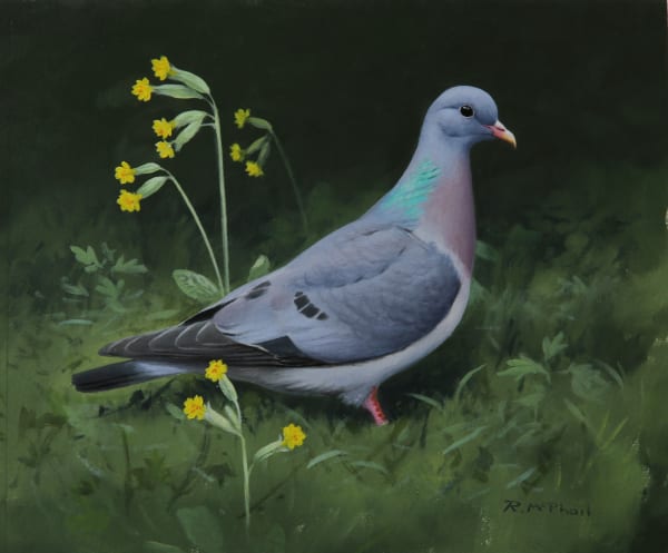 Rodger McPhail , Stock Dove and Cowslips