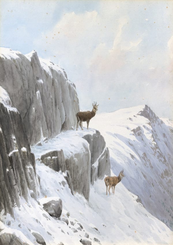 Chamois in a winter landscape