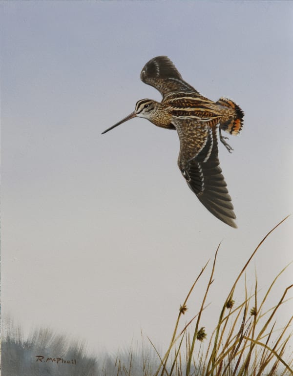 Rodger McPhail , Snipe alighting