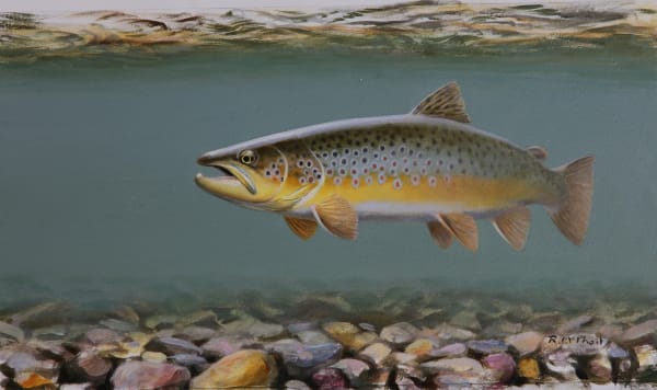 Rodger McPhail , Trout underwater