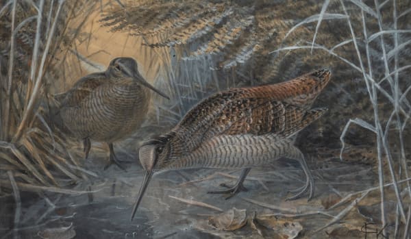 Johannes Gerrard Keulemans , Woodcock feeding